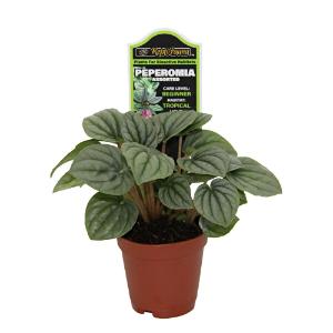 Assorted peperomia