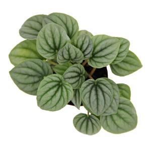 Assorted peperomia