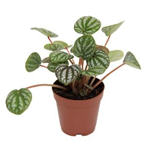 Assorted peperomia