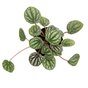 Assorted peperomia