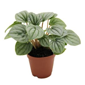Assorted peperomia