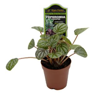 Assorted peperomia