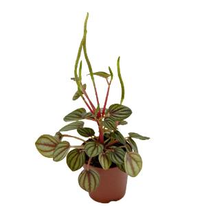 Assorted peperomia