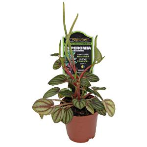 Assorted peperomia