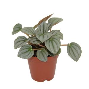 Assorted peperomia