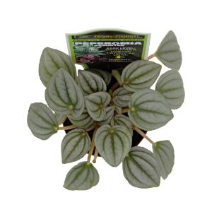 Assorted peperomia
