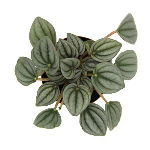 Assorted peperomia