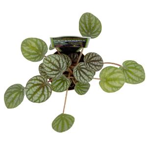 Assorted peperomia