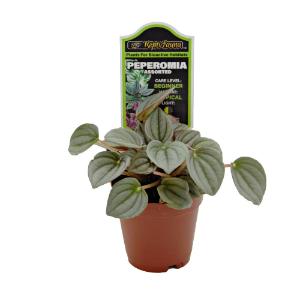 Assorted peperomia