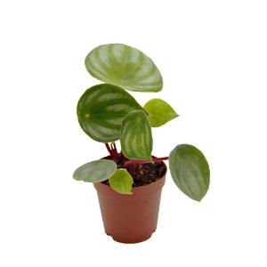 Assorted peperomia