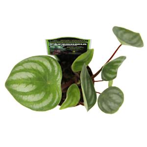 Assorted peperomia