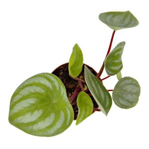 Assorted peperomia