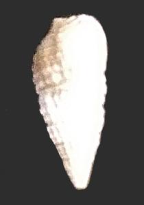 Cerithium sp. (Pliocene)