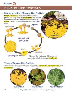 Guide, protists W online lesson