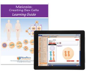 Guide, meiosis W online lesson