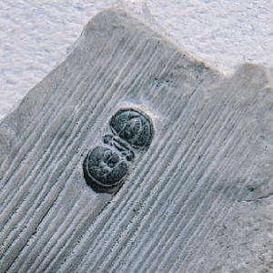 Peronopsis interstrictus (Cambrian)