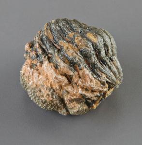 Phacopid trilobite (Devonian)
