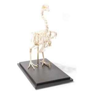 Chicken Skeleton Articulated