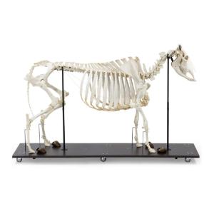 Cow Skeleton W Horns Articul on Base