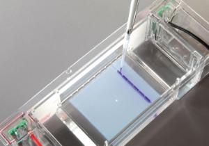 Ward's® AP Biology Investigation 9: Genetics and Information Transfer: Restriction Enzymes