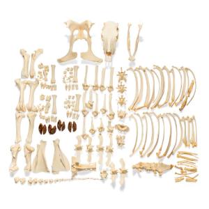 Cow Skeletonwo Horns Articul on Base