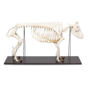 Pig Skeleton F Articulated