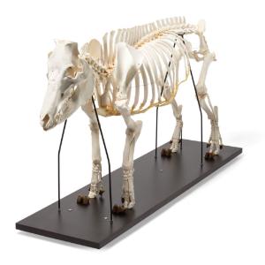 Pig Skeleton M Articulated