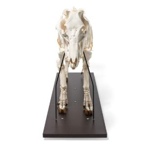 Pig Skeleton M Articulated