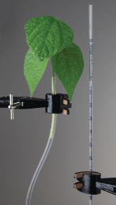 Ward's® AP Biology Investigation 11: Interactions: Transpiration