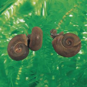 Ward's® Live Ramshorn Snail