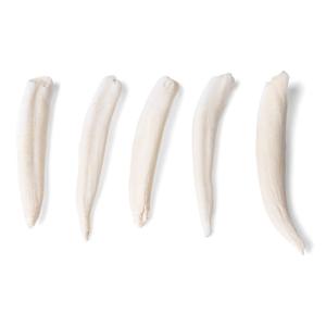 Comparison of Mammal Teeth Types Econo