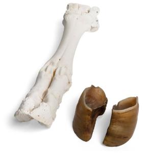 Cow Foot W Hoof Articulated
