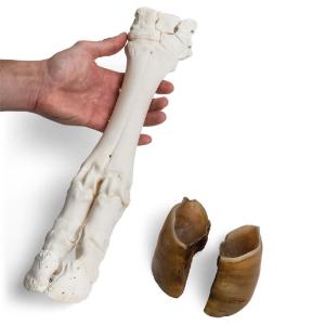 Cow Foot W Hoof Articulated