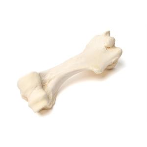 Mammal Humerus Bones