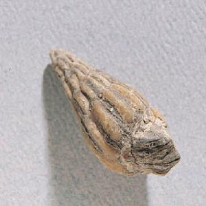 Turbonilla coalvillensis (Cretaceous)
