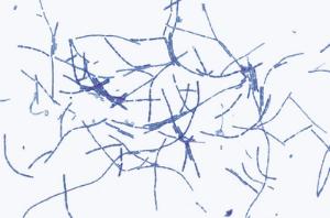 Bacterial Morphology Composite Slide, Gram (+/–)