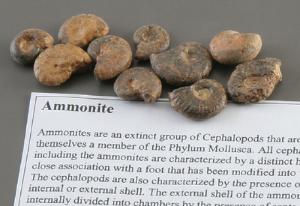 Ammonite Fossil Study Pack