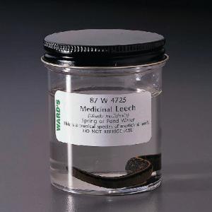 Ward's® Live Medicinal Leech (<i>Hirudo medicinalis</i>)