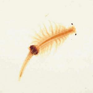 Ward's® Live Adult Brine Shrimp (<i>Artemia sp.</i>)