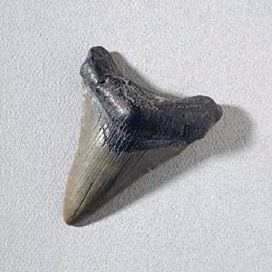 Carcharodon sp. (Miocene)