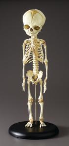 BoneClones® Fetal Human Skeleton