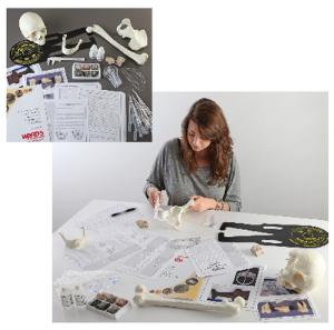 Ward's® New York Vikings: A Lab Activity in Forensic Anthropology and Geology