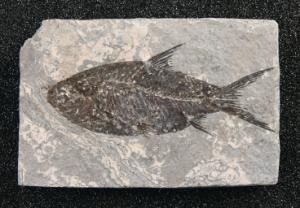 <i>Osteochilus (Jianghanichthys) hubiensis</i> (Eocene)