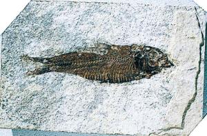 Fossilized Fish (Eocene)