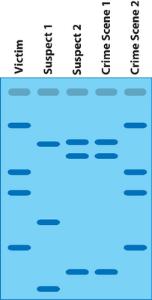 DNA Fingerprinting Activity Kit | Ward's Science