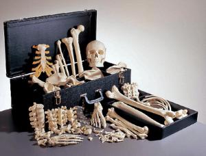 Somso® Female Disarticulated Skeleton