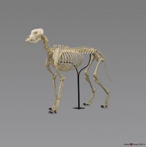 Large Dog Skeleton