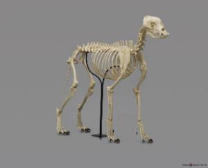 Large Dog Skeleton