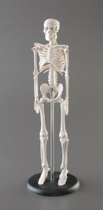 Desktop Mini Skeleton