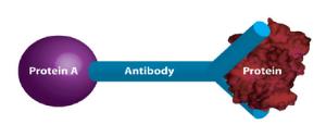 Immunotechnology Activity Kit